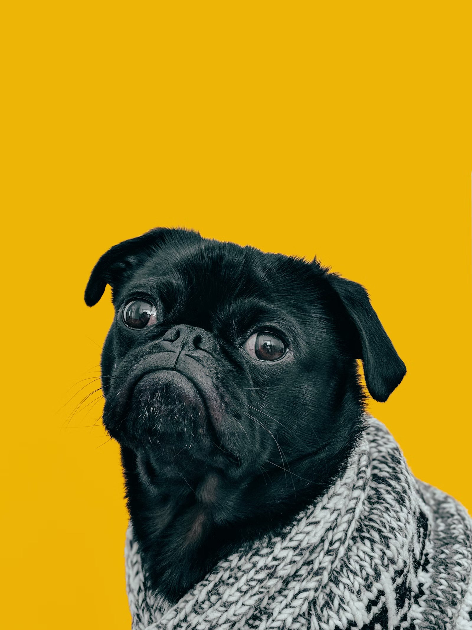 Thoughtfully chosen essentials for dogs, cats, and the people who love them.